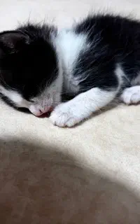 گربهdsh