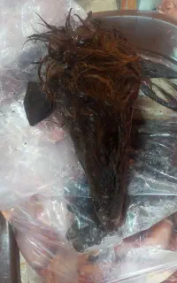 کله پاچه تازه گوسفندی