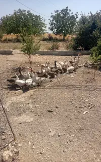 ۲۰عددغازبازدیدزاغه