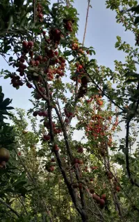 کود شیمیایی سفید اوره گرانول
