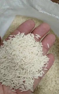 برنج هاشمی