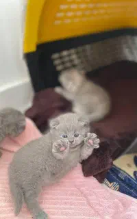 گربه/پرشین/بیریتیش/اسکاتیش