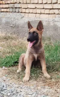 سگ ژرمن-هاسکی