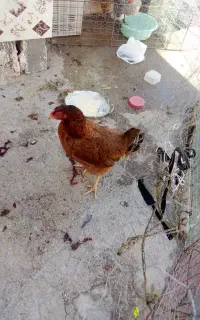 ۲ مرغ تخم گذر با ۱مرغ بچه دار