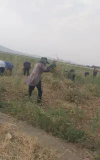 سرکارگر