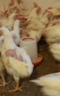 نیمچه خروس