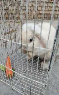 خرگوش زرنگ و باهوش