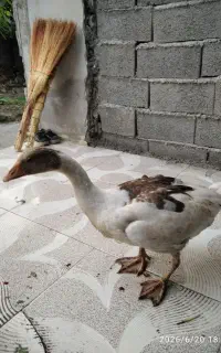 فروش تعدادی غازجوان