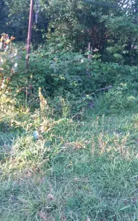 هرس چمن  باغ و باغچه