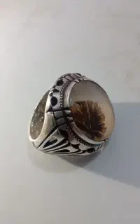 شجر زنجان