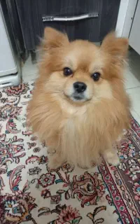 سگ پامرین روباهی نر