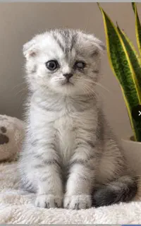 گربه اسکاتیش سیلور