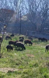 فروش بره خوش گوشت میانگین وزن ۴۰کیلوگرم
