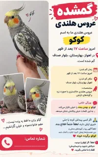 عروس هلندی گمشده