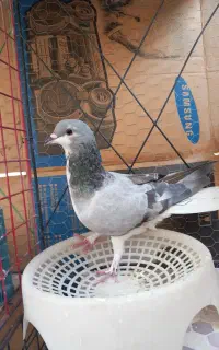 کبوتر دمگیر و تهرونی