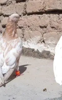 جوجه ۴پری کله هفترنگ طلایی و پرتغالی آس
