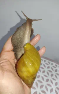 حلزون تراپی و خاویار حلزون