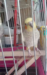 گمشده