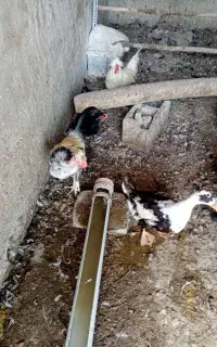 اردک