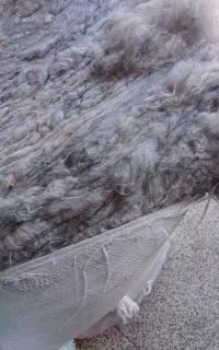 کرک کاشان کالای خواب