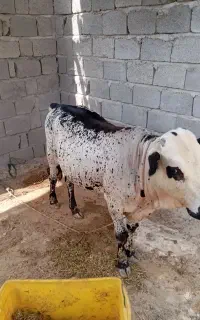 گوساله نر