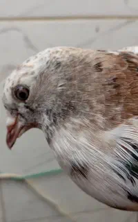 یه جوجه سرور تغریبا طلا