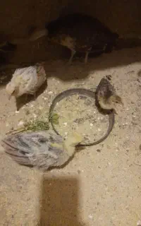 جوجه طاووس