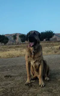 سگ پژدر