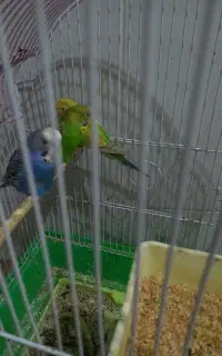 تعویض ۳عدد مرغ عشق با عروس هلندی
