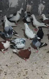 کفتر