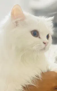 واگذاری گربه