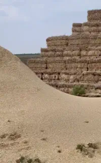 کاه گندم