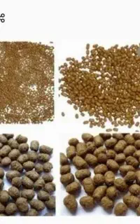 خوراک ماهی کپور و تیلاپیا