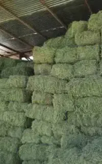 یونجه تازه و خشک  کاه کُلَش