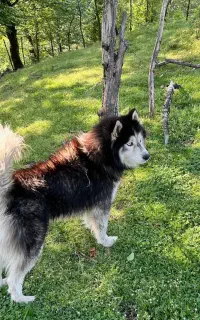 سگ هاسکی