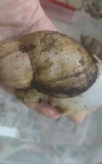 فروش حلزون به خاطر مسافرت