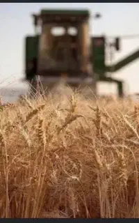 کود شیمیایی