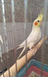 عروس هلندی