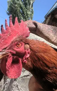 ۶ عدد مرغ برای فروش داریم دونه ای ۱میلیون تومان