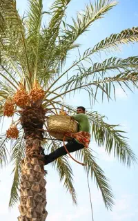فروش نخل