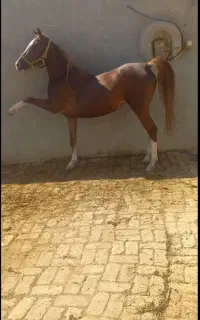 اسب مادیان سواری دار