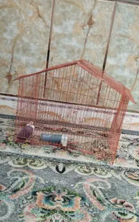قفس مرغ عشق به فروش می رسد