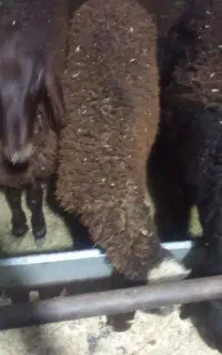 ۲ راس بره نر قزل افشارسبک