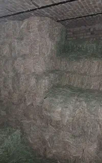 یونجه دوتن