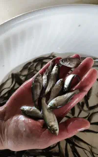 ماهی تارتار نژاد اصلاحی همه چیز خوار مناسب