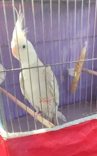 عروس هلندی
