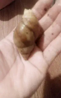 حلزونمولد ۵۱۰ عدد و ۴ ماهه هزار عدد