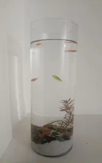 ماهی و شیشه