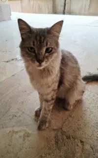 گربه پیدا شده