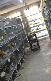قفس پژاوند